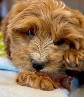 Finn, a male Cavapoo for sale in Seattle, WA – 2 of 10