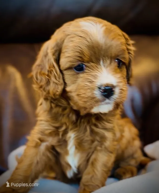Tucker – Cavapoo puppy for sale in Port Angeles, WA