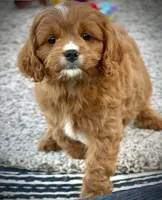 Tucker, a male Cavapoo for sale in Seattle, WA – 5 of 10