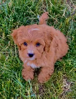 Finn, a male Cavapoo for sale in Seattle, WA – 3 of 7