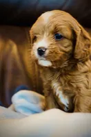 Tucker, a male Cavapoo for sale in Port Angeles, WA – 4 of 10