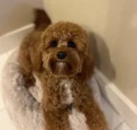Teddy, a male Cavapoo for sale in Port Angeles, WA – 9 of 9
