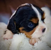 AKC Ellie - OFA health tested, a female Cavalier King Charles Spaniel for sale in Seattle, WA – 2 of 10