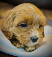 Ginger, a female Cavapoo for sale in Port Angeles, WA – 6 of 10