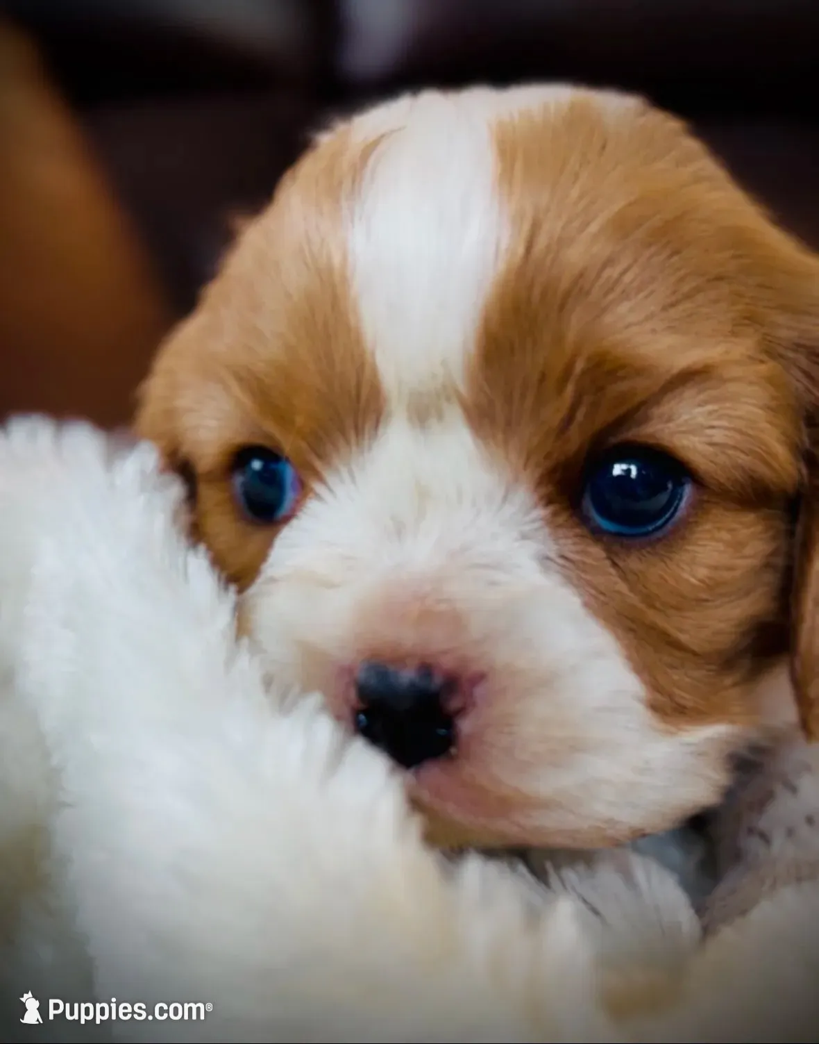 AKC Maple - OFA health tested, a female Cavalier King Charles Spaniel for sale in Seattle, WA – 4 of 8