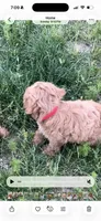 Finn, a male Cavapoo for sale in Port Angeles, WA – 2 of 2