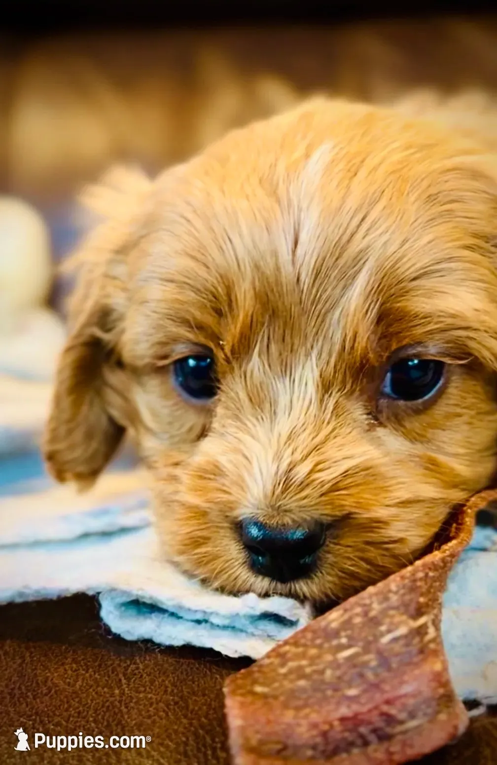 Teddy, a male Cavapoo for sale in Port Angeles, WA – 2 of 9