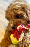 Finn, a male Cavapoo for sale in Seattle, WA – 4 of 10
