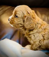 Tucker, a male Cavapoo for sale in Port Angeles, WA – 7 of 10
