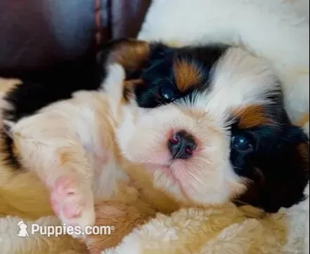 AKC Charlie - OFA health tested, a male Cavalier King Charles Spaniel for sale in Seattle, WA – 3 of 9