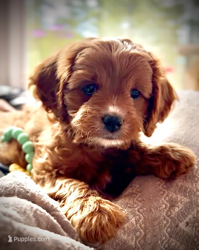 Tucker – Cavapoo puppy for sale in Port Angeles, WA