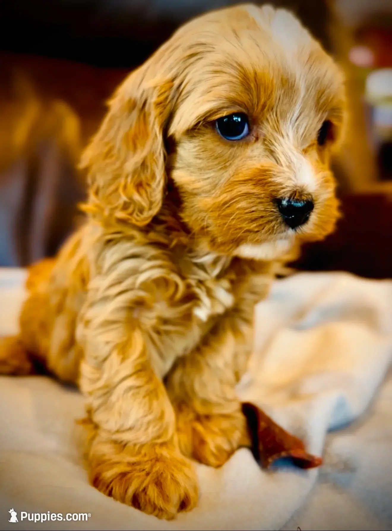 Ginger, a female Cavapoo for sale in Port Angeles, WA – 2 of 10