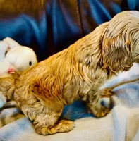Ginger, a female Cavapoo for sale in Port Angeles, WA – 5 of 10