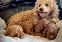 Finn, a male Cavapoo for sale in Seattle, WA – 7 of 7