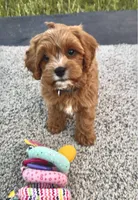 Cooper, a male Cavapoo for sale in Port Angeles, WA – 1 of 8