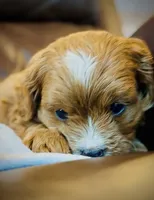 Tucker, a male Cavapoo for sale in Port Angeles, WA – 3 of 10