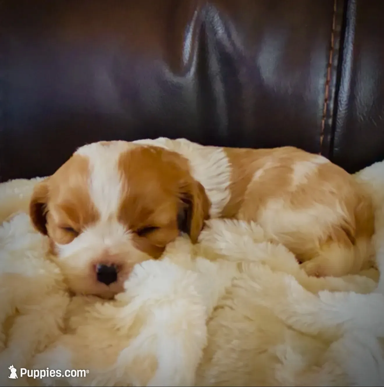 AKC Maple - OFA health tested, a female Cavalier King Charles Spaniel for sale in Seattle, WA – 3 of 8