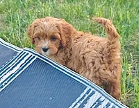 Cooper, a male Cavapoo for sale in Port Angeles, WA – 4 of 8