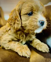 Tucker, a male Cavapoo for sale in Port Angeles, WA – 6 of 10