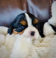 AKC Ellie - OFA health tested, a female Cavalier King Charles Spaniel for sale in Seattle, WA – 4 of 10