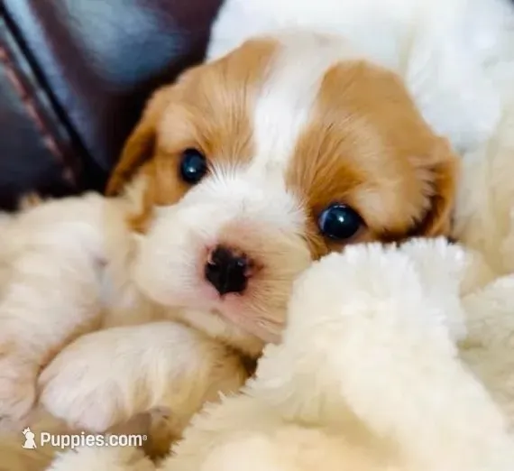 AKC Maple - OFA health tested – Cavalier King Charles Spaniel puppy on hold in Seattle, WA