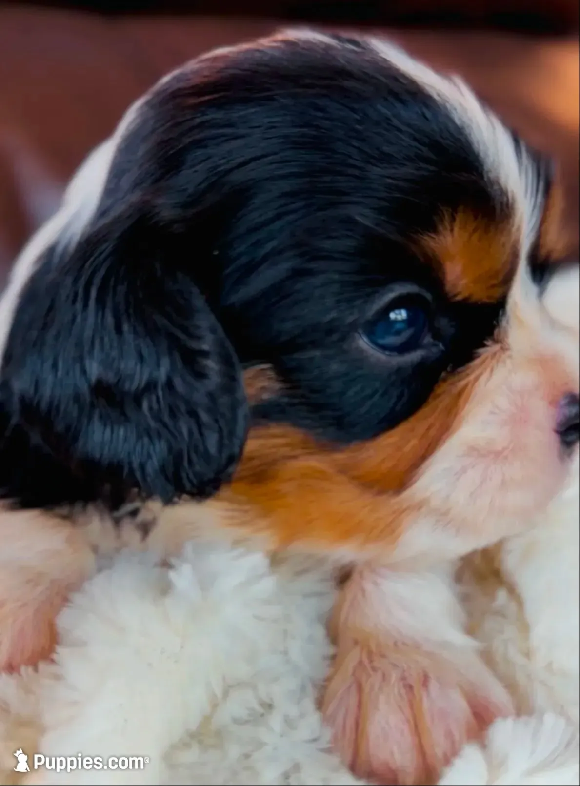 AKC Ellie - OFA health tested, a female Cavalier King Charles Spaniel for sale in Seattle, WA – 5 of 10