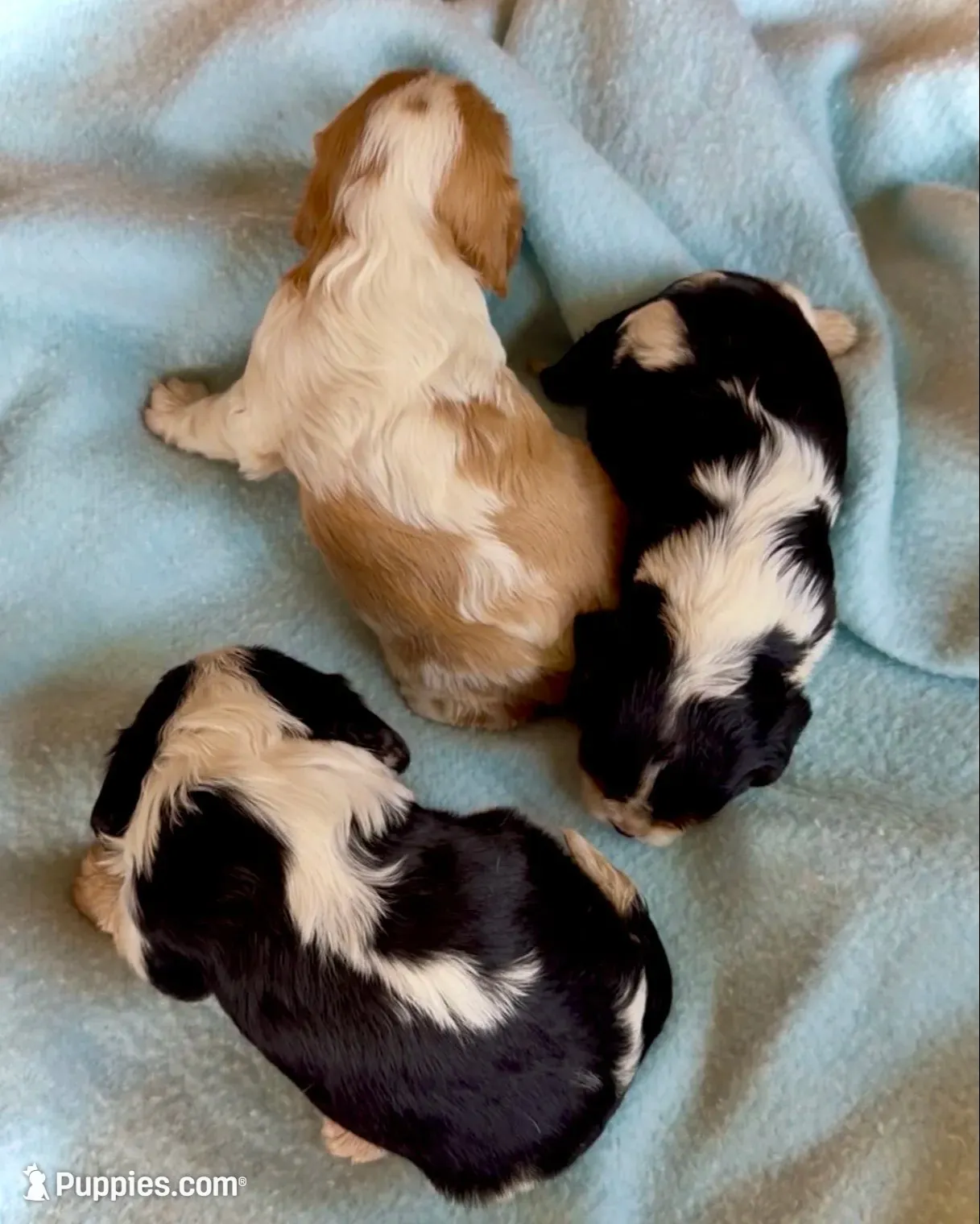 AKC Charlie - OFA health tested, a male Cavalier King Charles Spaniel for sale in Seattle, WA – 7 of 9