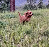 Cooper, a male Cavapoo for sale in Port Angeles, WA – 6 of 8