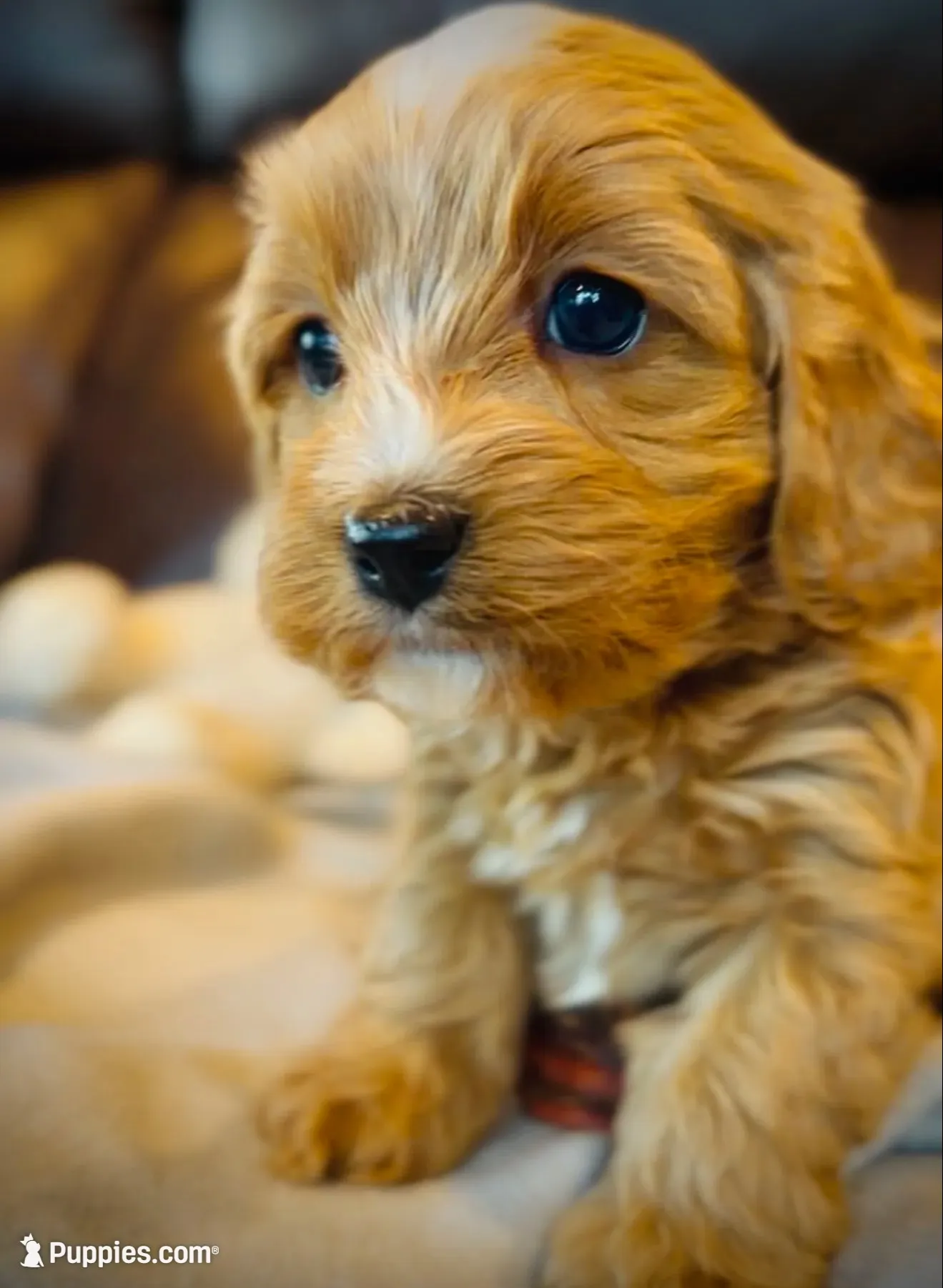 Ginger, a female Cavapoo for sale in Port Angeles, WA – 3 of 10