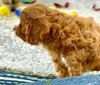 Tucker, a male Cavapoo for sale in Seattle, WA – 8 of 10