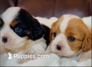AKC Maple - OFA health tested, a female Cavalier King Charles Spaniel for sale in Seattle, WA – 2 of 8