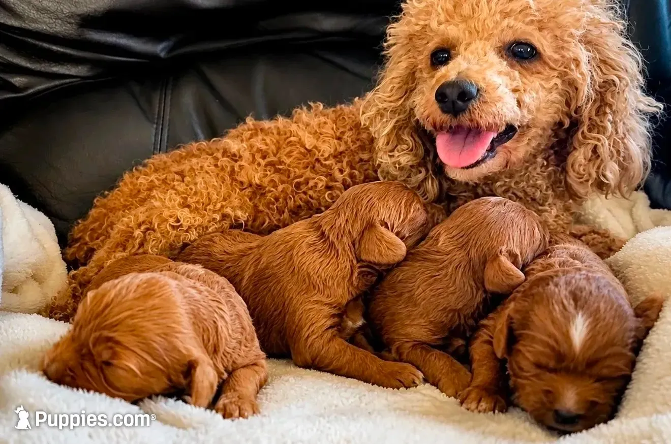 Teddy, a male Cavapoo for sale in Port Angeles, WA – 8 of 9