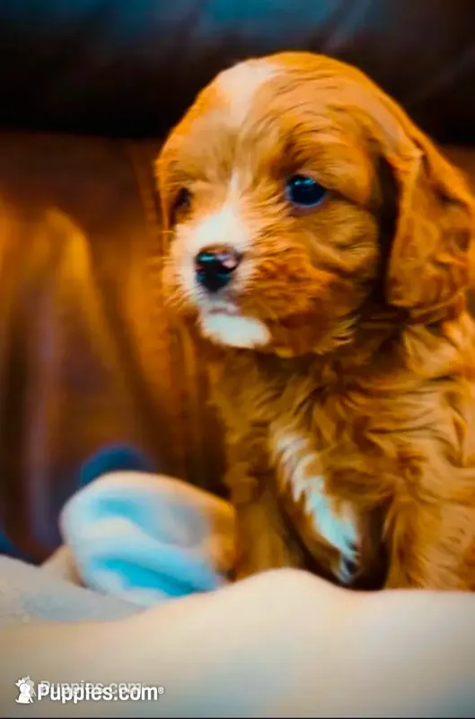 Tucker – Cavapoo puppy for sale in Port Angeles, WA