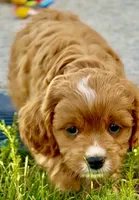 Tucker, a male Cavapoo for sale in Seattle, WA – 7 of 10