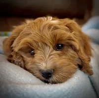 Finn, a male Cavapoo for sale in Seattle, WA – 7 of 10