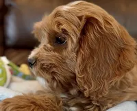 Finn, a male Cavapoo for sale in Seattle, WA – 6 of 10