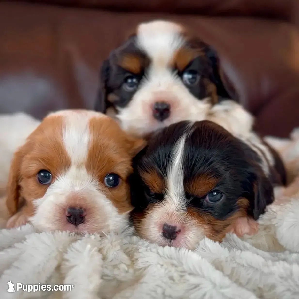 AKC Ellie - OFA health tested, a female Cavalier King Charles Spaniel for sale in Seattle, WA – 7 of 10
