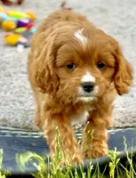 Tucker, a male Cavapoo for sale in Seattle, WA – 6 of 10