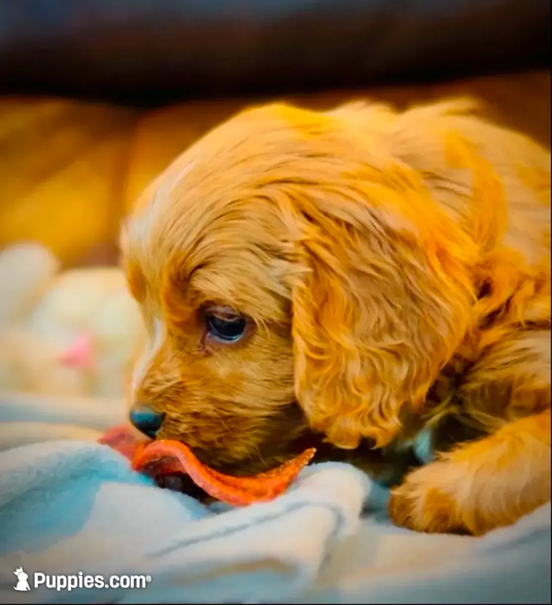 Teddy, a male Cavapoo for sale in Port Angeles, WA – 4 of 9