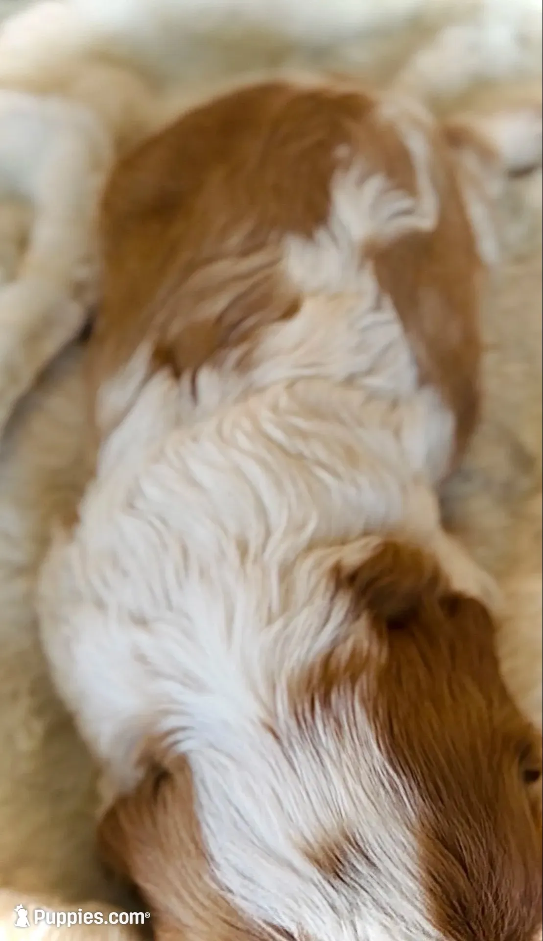 AKC Maple - OFA health tested, a female Cavalier King Charles Spaniel for sale in Seattle, WA – 5 of 8