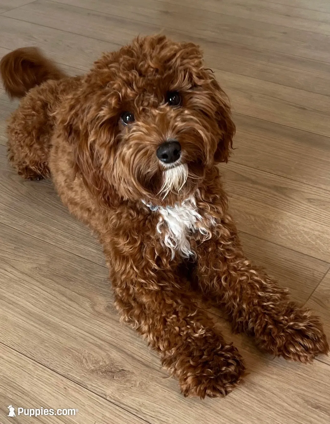 Ginger, a female Cavapoo for sale in Port Angeles, WA – 9 of 10