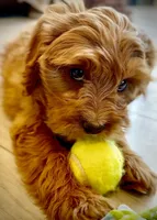Finn, a male Cavapoo for sale in Seattle, WA – 5 of 10