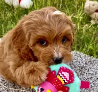 Finn, a male Cavapoo for sale in Seattle, WA – 2 of 7