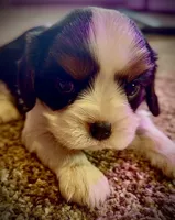 AKC Charlie - OFA health tested, a male Cavalier King Charles Spaniel for sale in Seattle, WA – 2 of 9
