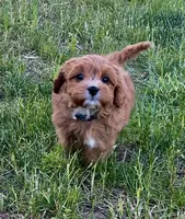 Cooper, a male Cavapoo for sale in Port Angeles, WA – 3 of 8