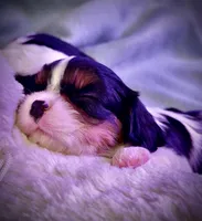 AKC Ellie - OFA health tested, a female Cavalier King Charles Spaniel for sale in Seattle, WA – 3 of 10