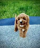 Tucker, a male Cavapoo for sale in Seattle, WA – 4 of 10