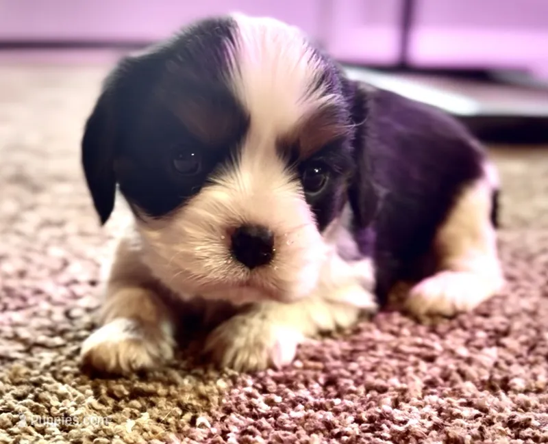 AKC Charlie - OFA health tested – Cavalier King Charles Spaniel puppy for sale in Seattle, WA