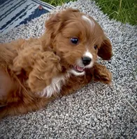 Tucker, a male Cavapoo for sale in Seattle, WA – 2 of 10