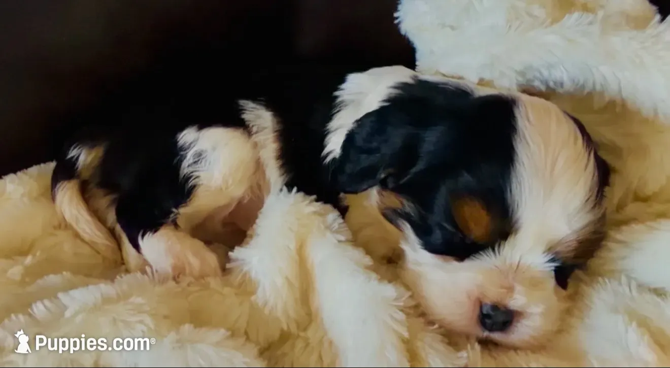 AKC Charlie - OFA health tested, a male Cavalier King Charles Spaniel for sale in Seattle, WA – 5 of 9